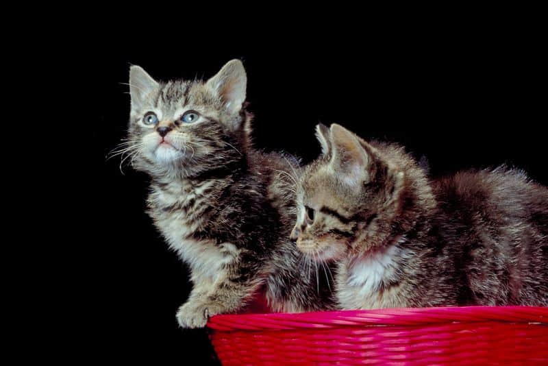 What is the best carpet for pets? Stainmaster PetProtect Great for