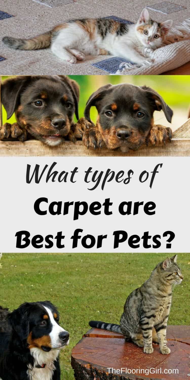 What is the best carpet for pets? Stainmaster PetProtect Great for