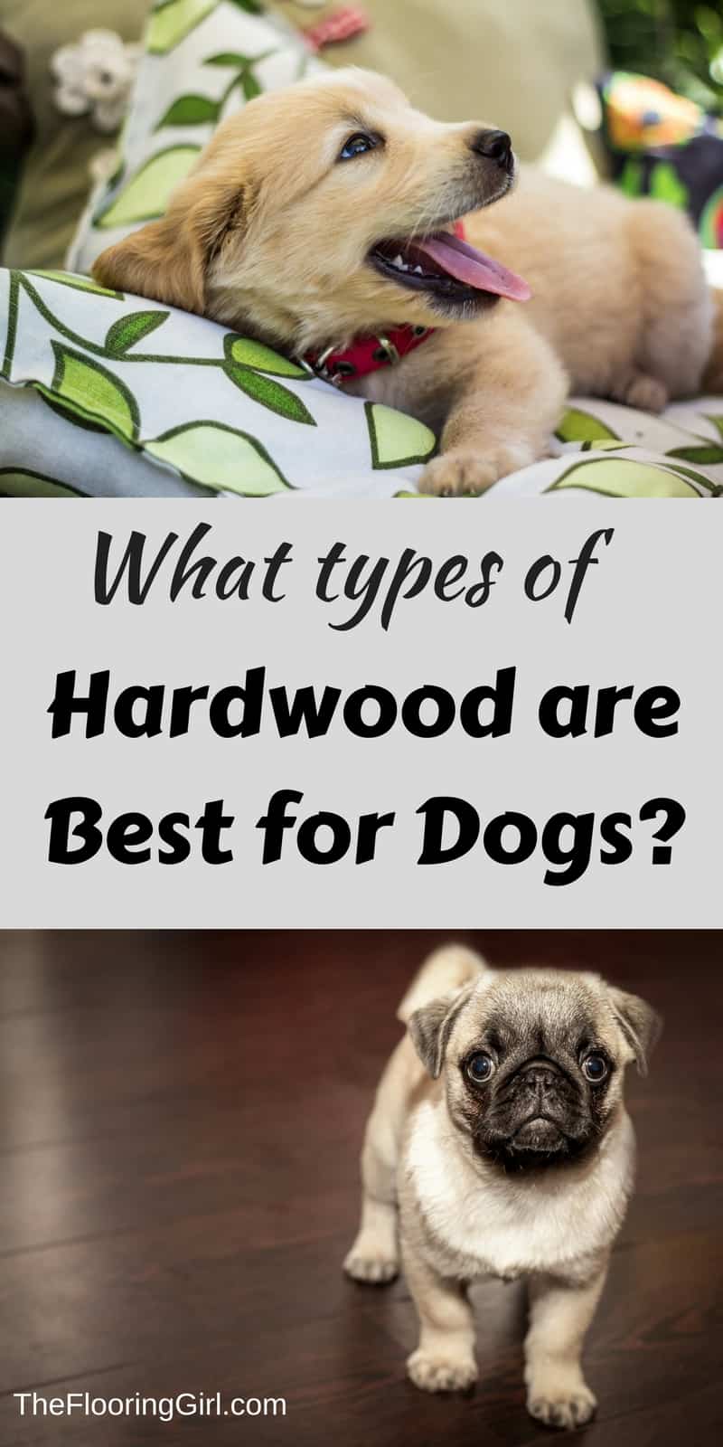 Best Wood Looking Floors For Dogs at Constance Milton blog